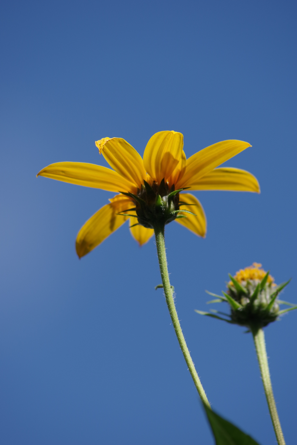 花散歩‐青空と菊芋