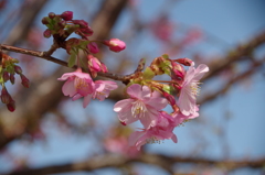 色濃い桜-1