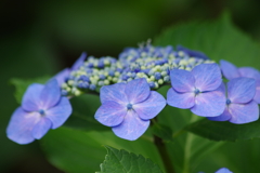 家の周りで-咢紫陽花