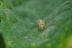 幸せの黄色のテントウムシの幼虫