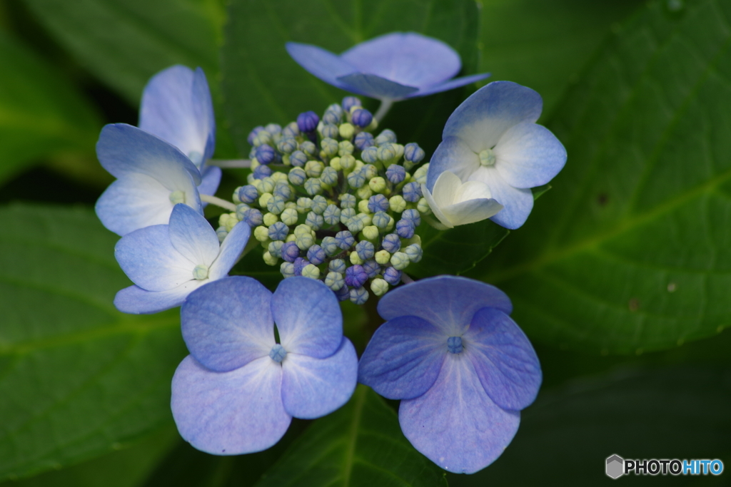 高原の紫陽花