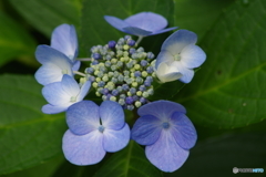 高原の紫陽花