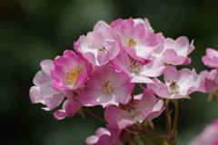 花散歩‐つる薔薇2