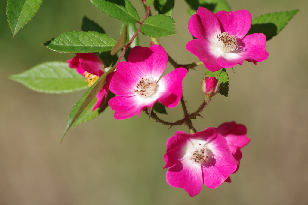 9/9 モーツアルト