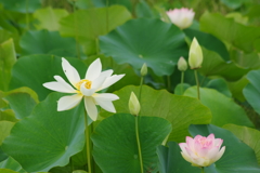 白蓮と桃蓮