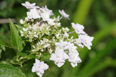 花散歩‐紫陽花
