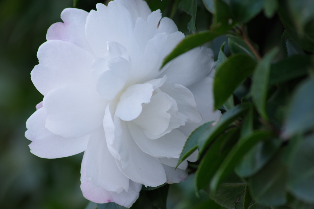 冬の華やぎ-山茶花咲く2