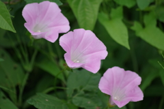 西蔵王公園の昼顔