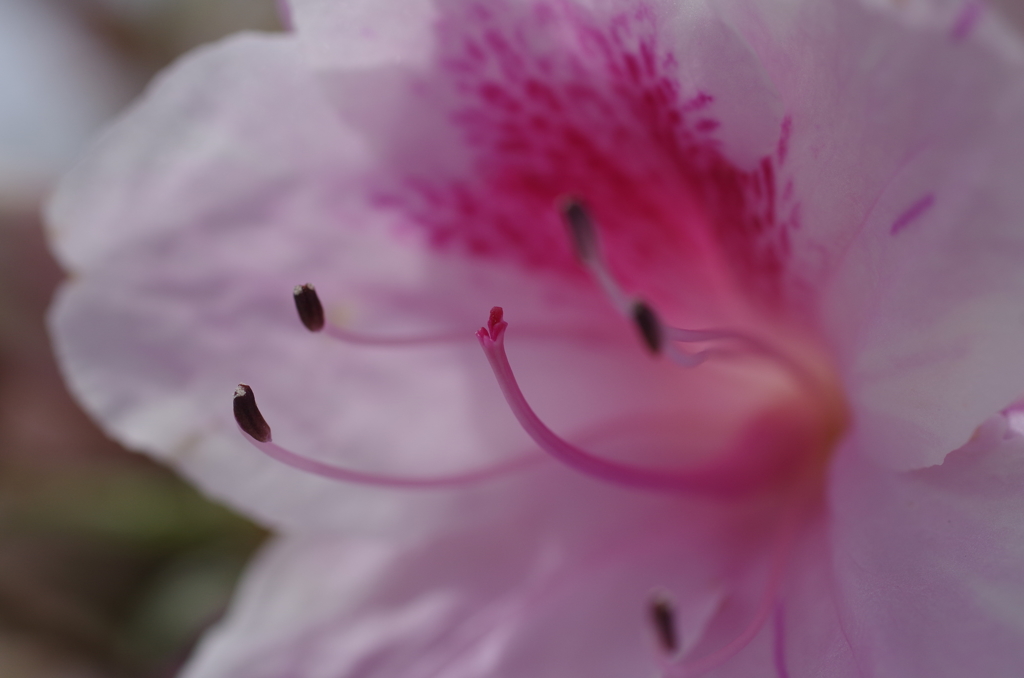 ツツジ日和-桃の蕊