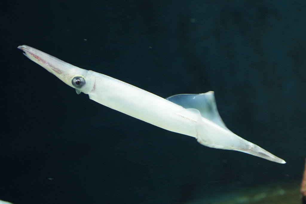 海の生き物図鑑‐スルメイカ