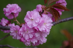 八重の桜-2