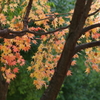 紅葉輝く晩秋1