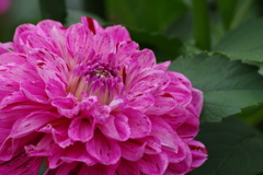 秋田のダリア-2017新作20