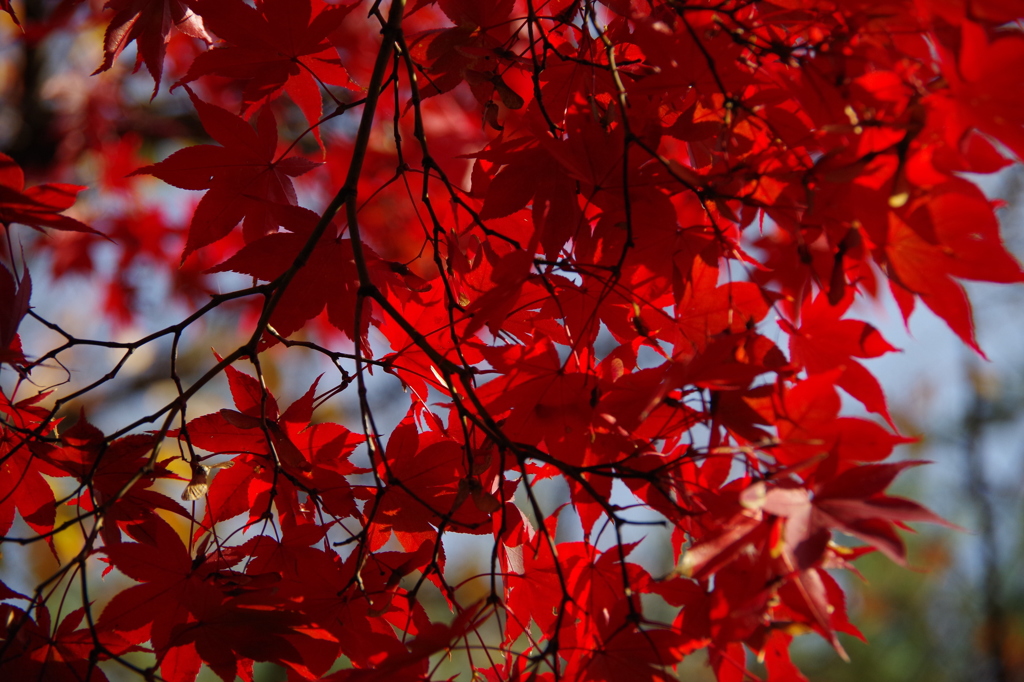 赤く、紅く