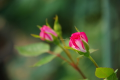 家の周りで-ミニ薔薇