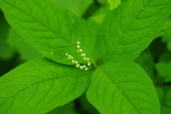 野草園の花達-二人静