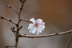 十月桜-5
