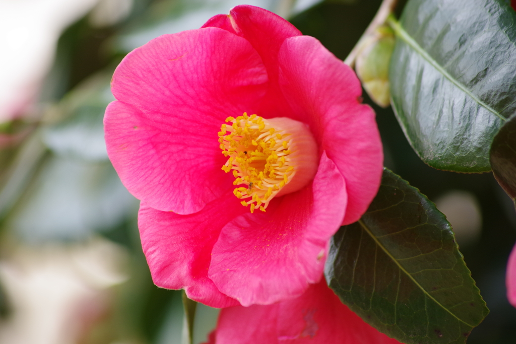 花散歩-端正な椿