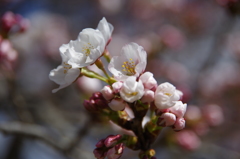 久保桜の江戸彼岸