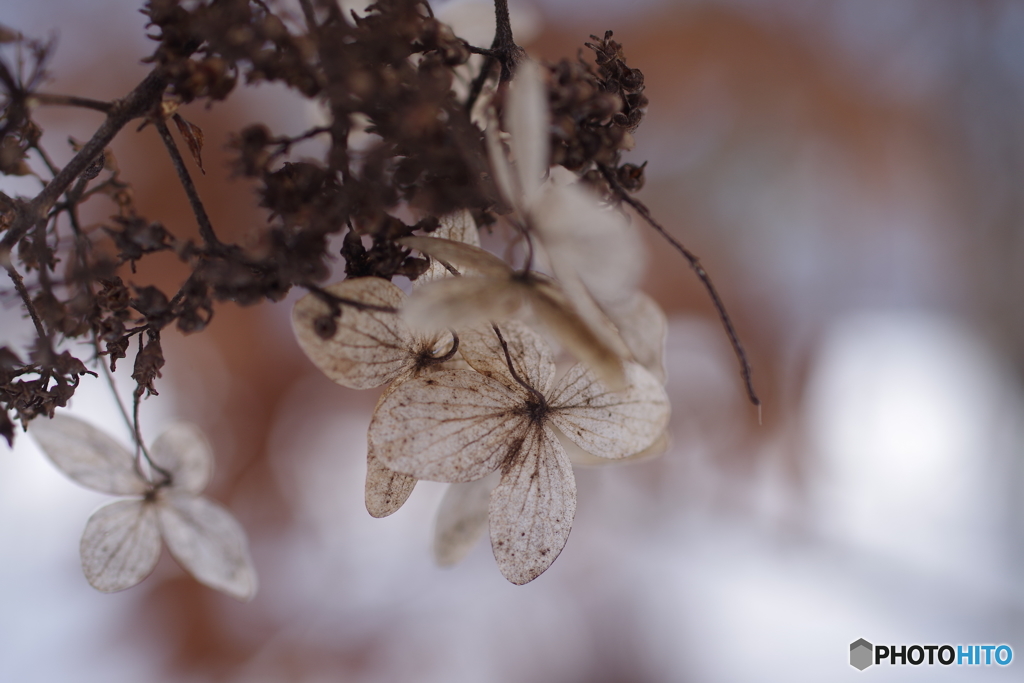 寒空に糊空木-1