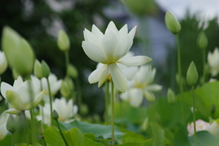 蓮-5