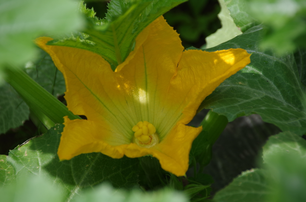 ズッキーニの雌花が咲き出した。