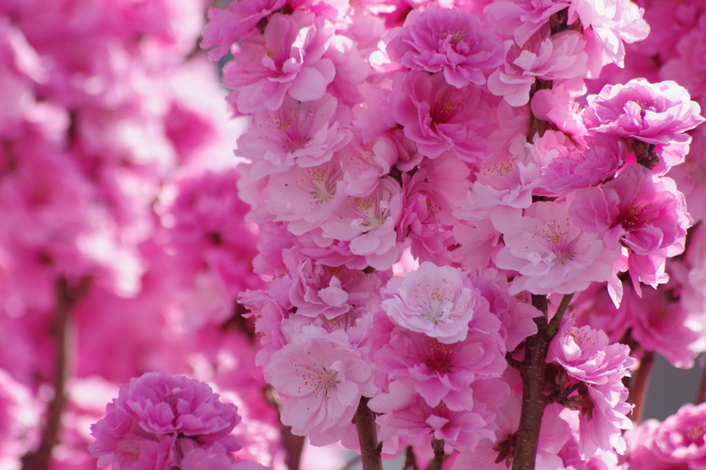 花散歩-花桃がみっしりと