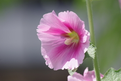 花散歩‐桃色の立葵