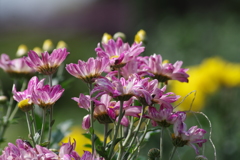 花散歩‐菊の秋