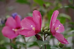 花散歩-浪漫カラーのムクゲ