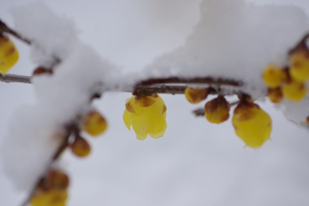 雪中蝋梅-3