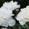 最後の芍薬祭り-新珠