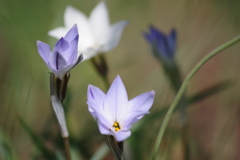 花散歩‐花韮