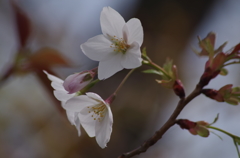 桜・さくら・サクラ-8