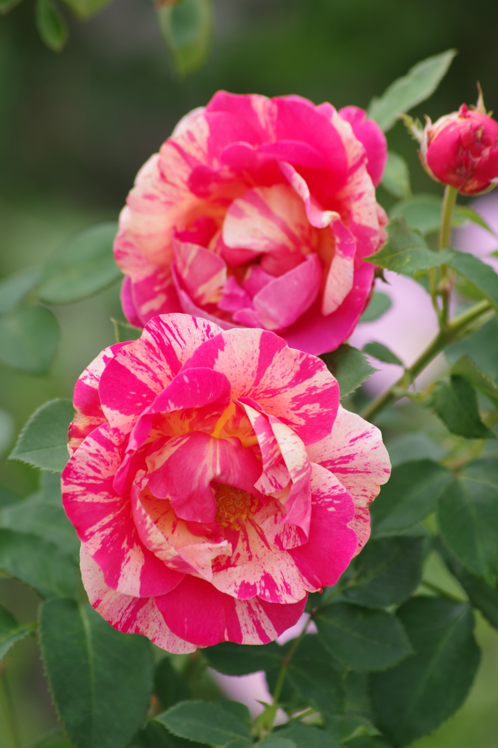 花散歩‐ツートンカラーの薔薇