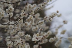 霞城の梅2017-9
