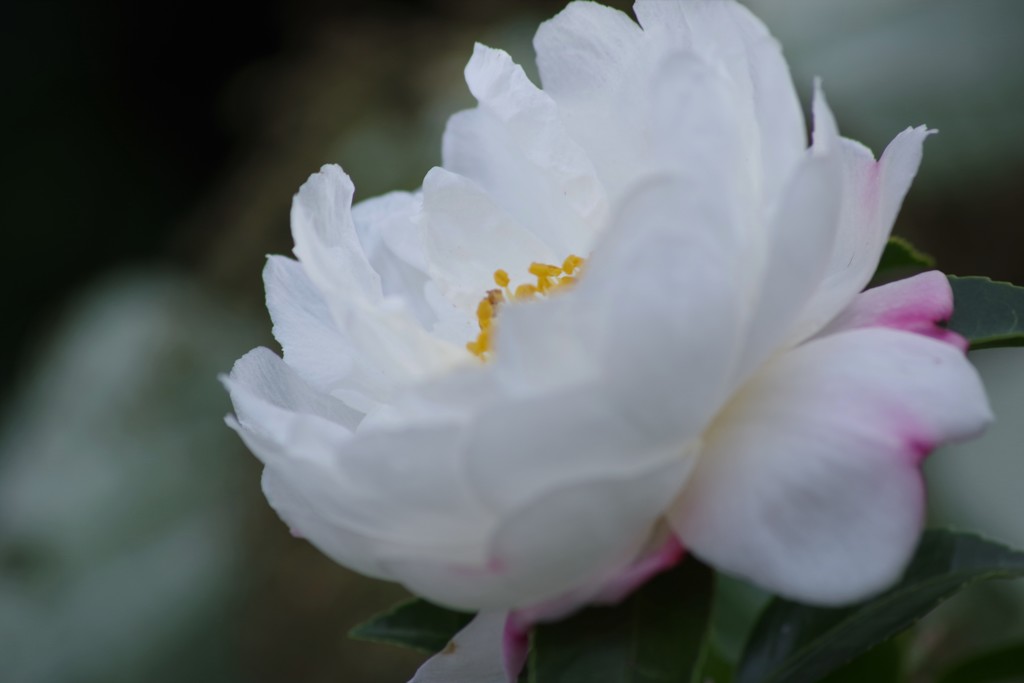 冬の華やぎ-山茶花咲く6