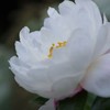 冬の華やぎ-山茶花咲く6