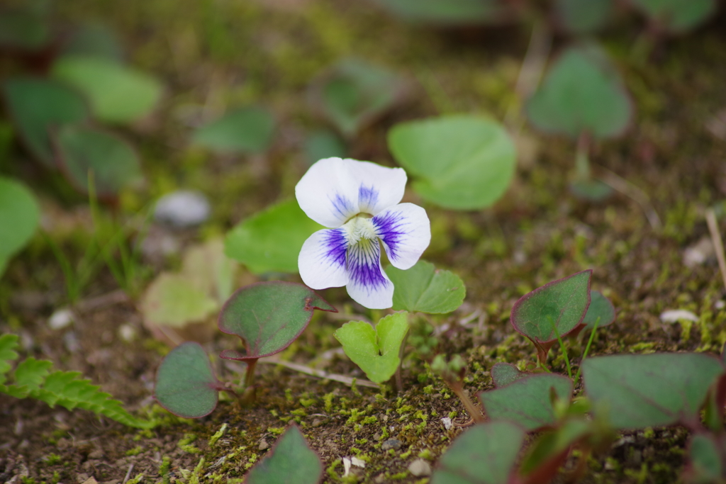 埼玉花散歩-小さな草丈のスミレ