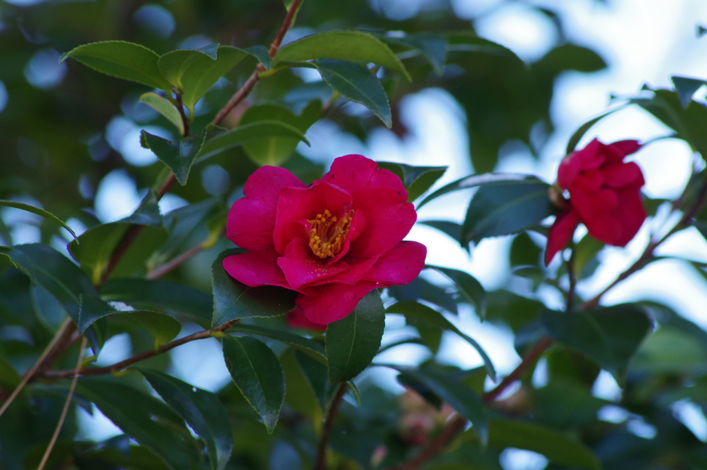 赤い山茶花-7