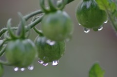 水玉レンズ