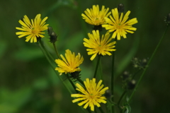 鳥海山麓の花たち-オニタビラコ