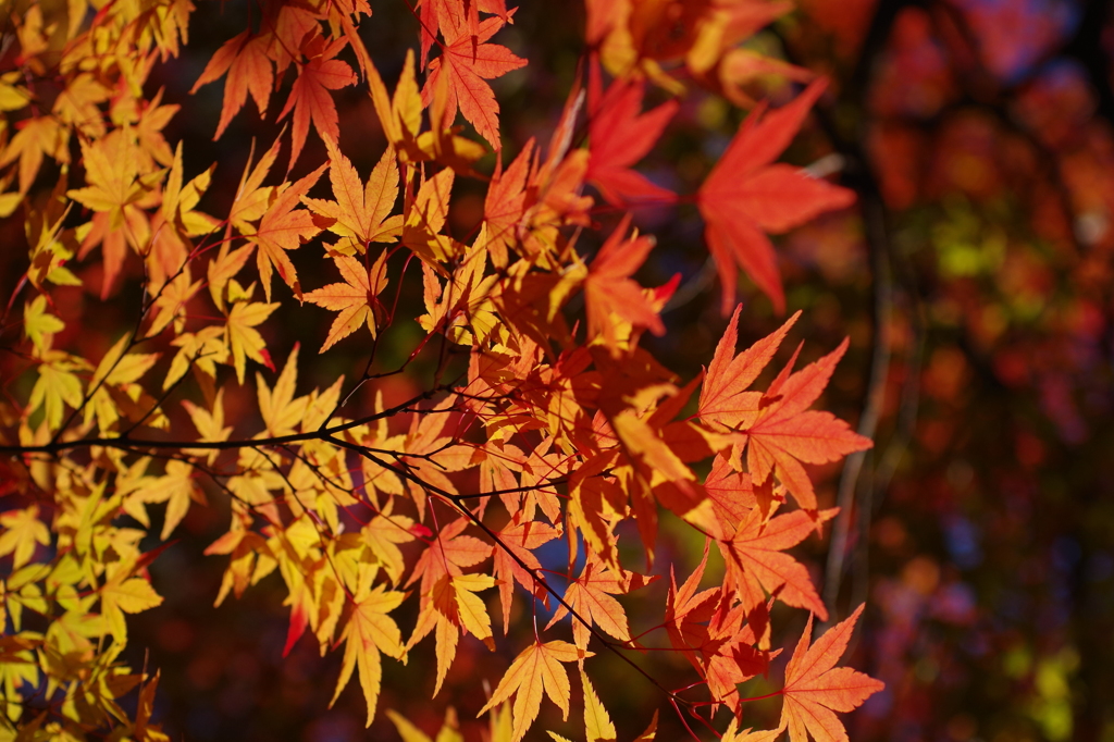 紅く燃え-いろはもみじ8