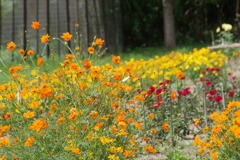ダリヤ園の花壇1