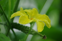 菜園から‐ゴーヤの雄花