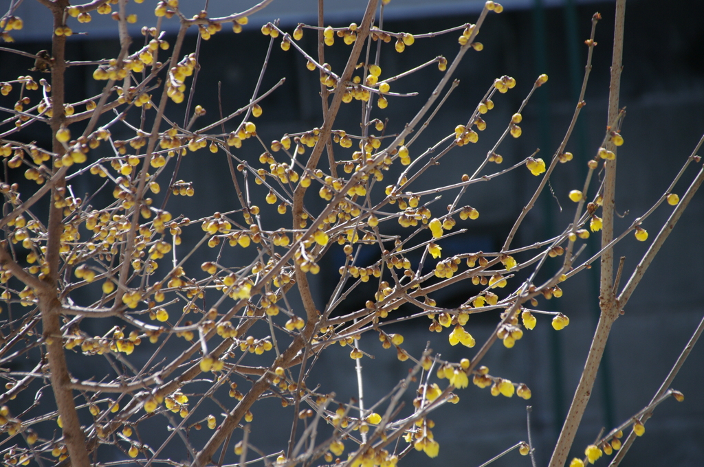 庭の蝋梅-5