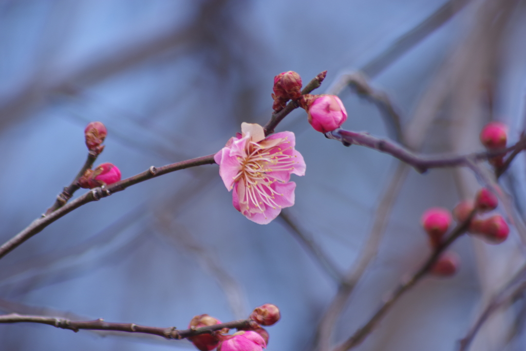 春が来たかも-紅梅開花2