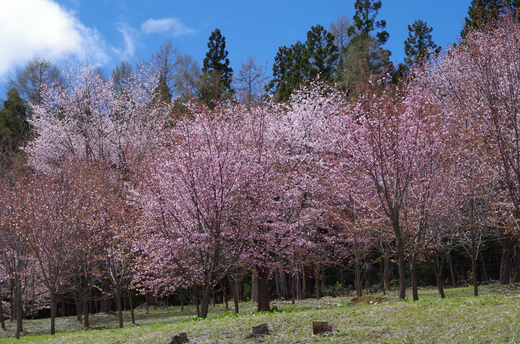 大山桜