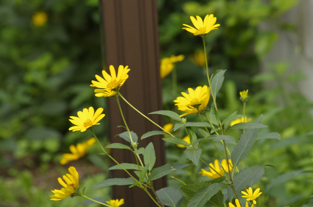 花散歩‐黄花もなんとなく秋の気配