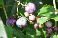 秋の実り-野葡萄